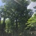 大量批发秋枫15-18-20-22-25分