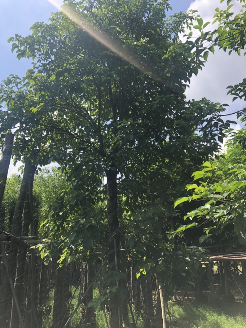 大量批发秋枫15-18-20-22-25分