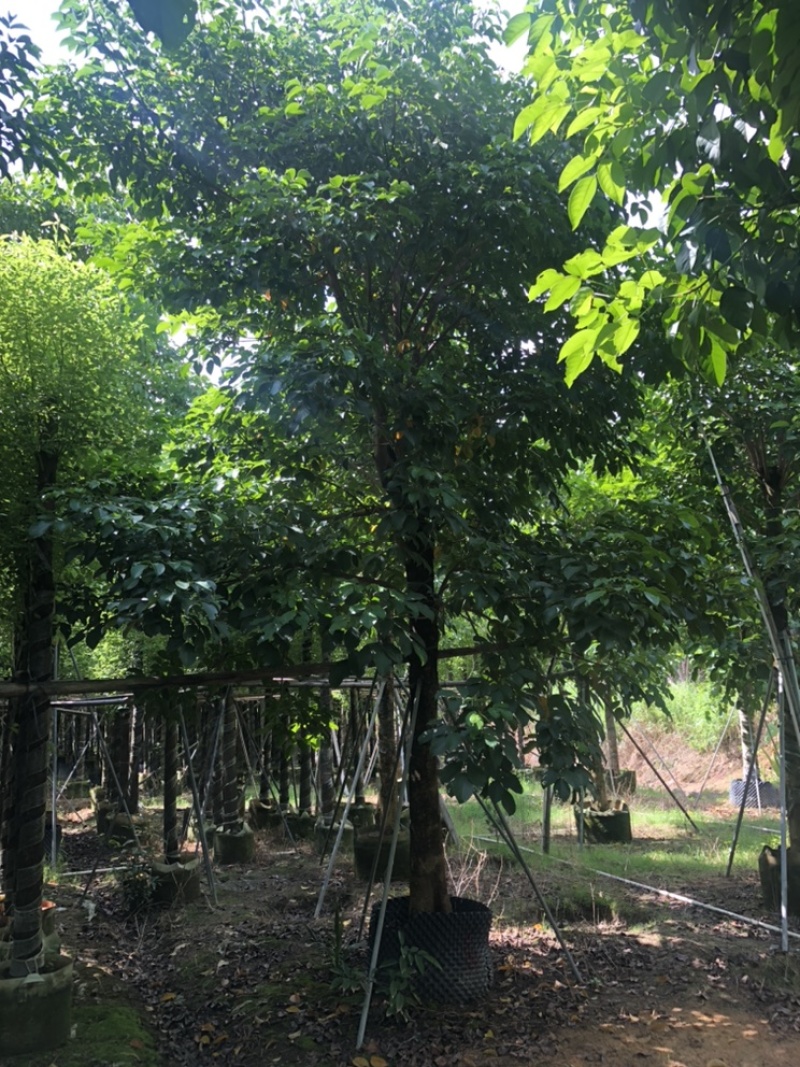 大量批发秋枫15-18-20-22-25分