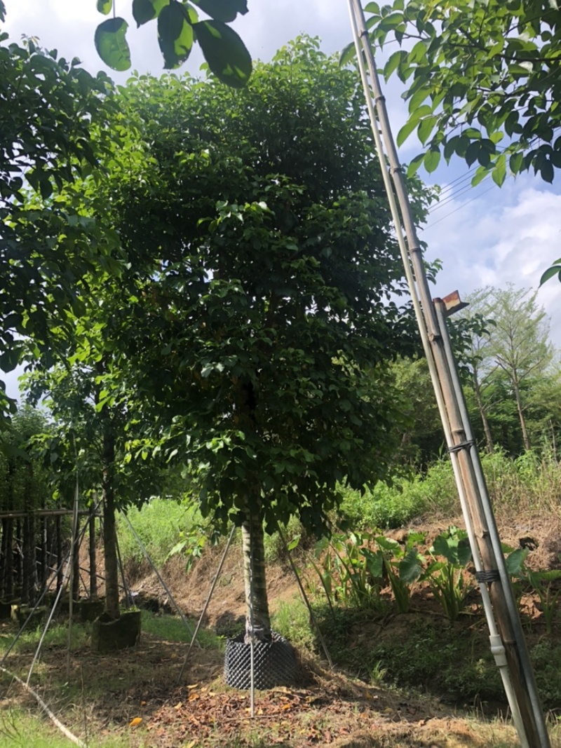 大量批发秋枫15-18-20-22-25分