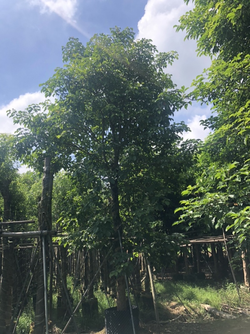 大量批发秋枫15-18-20-22-25分