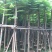 蓝花楹5-6-8-10-12-15-18-20分