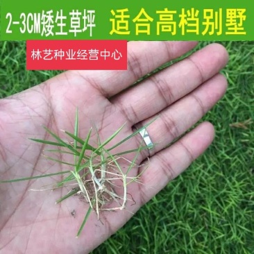 狗牙根草坪种子匍匐茎种籽四季常青护坡固土草籽耐旱耐践踏