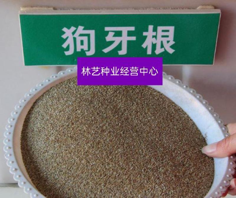 狗牙根草坪种子匍匐茎种籽四季常青护坡固土草籽耐旱耐践踏