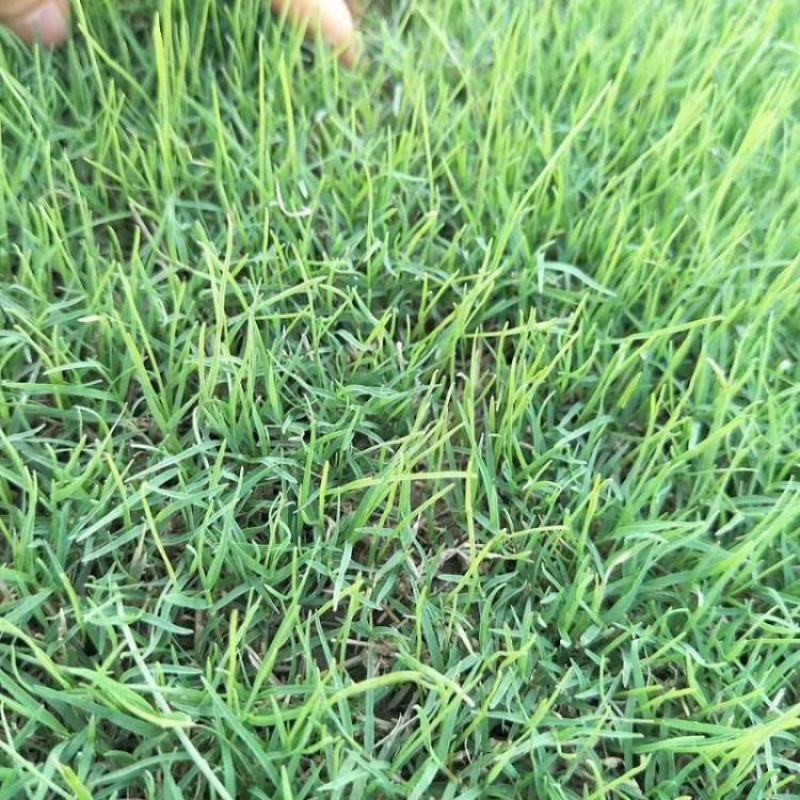 狗牙根草坪种子匍匐茎种籽四季常青护坡固土草籽耐旱耐践踏