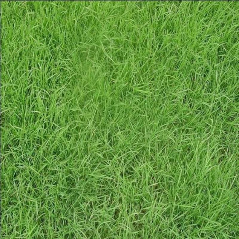 狗牙根草坪种子匍匐茎种籽四季常青护坡固土草籽耐旱耐践踏