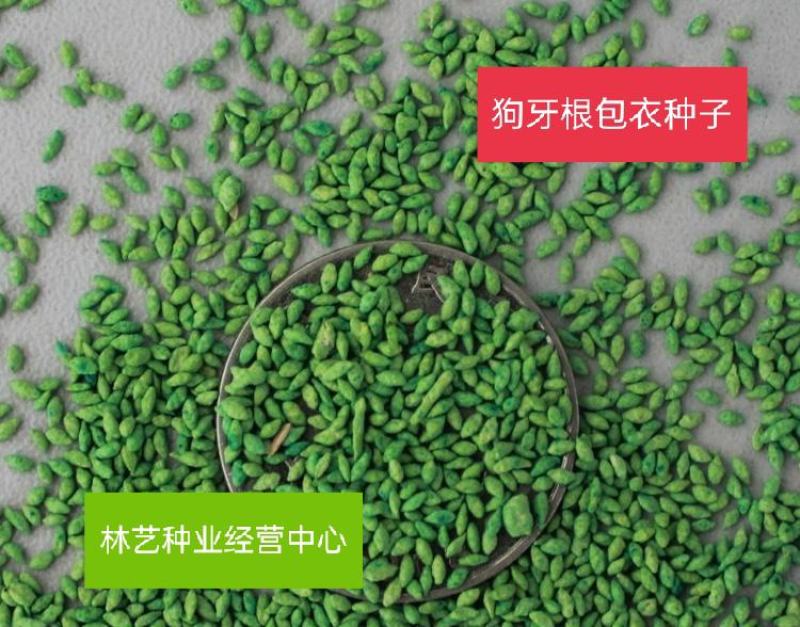 狗牙根草坪种子匍匐茎种籽四季常青护坡固土草籽耐旱耐践踏