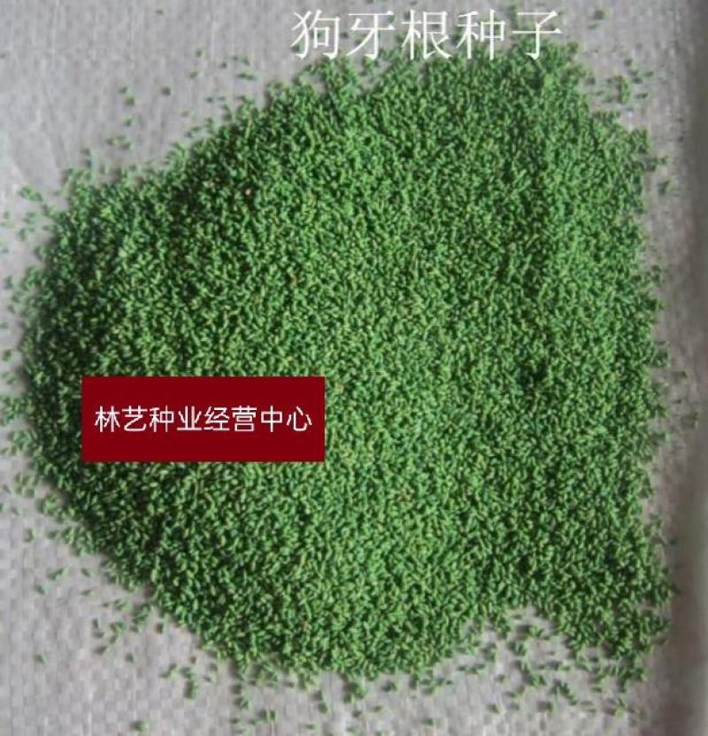 狗牙根草坪种子匍匐茎种籽四季常青护坡固土草籽耐旱耐践踏