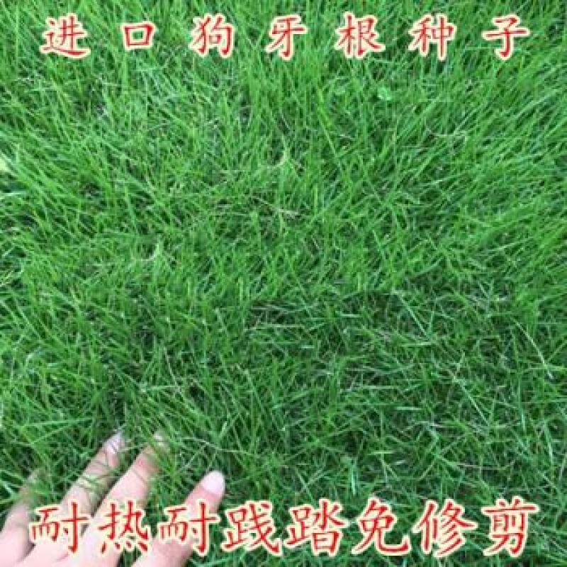 狗牙根草坪种子匍匐茎种籽四季常青护坡固土草籽耐旱耐践踏