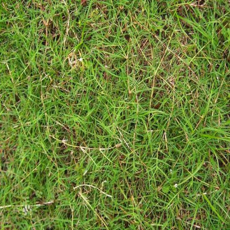 狗牙根草坪种子匍匐茎种籽四季常青护坡固土草籽耐旱耐践踏