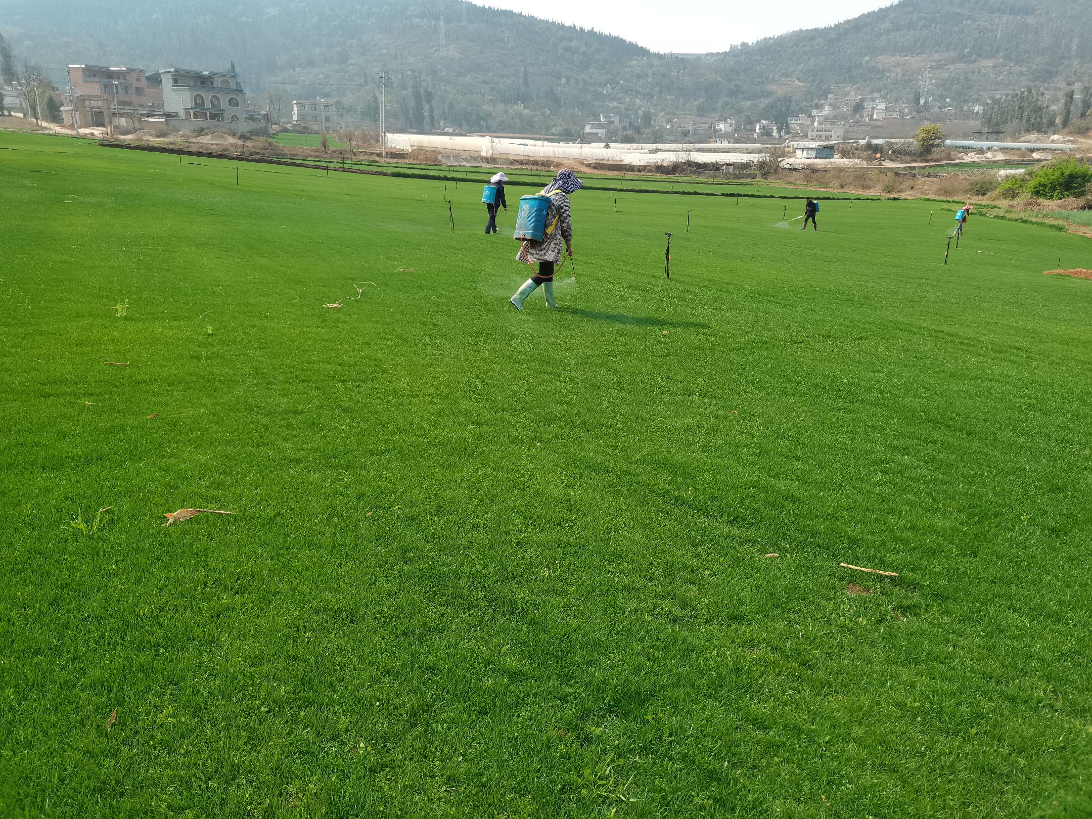 工作人员正在喷洒除草剂作业现场