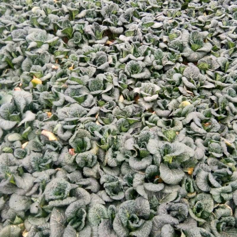 超高品质！信研墨冠黑心乌，乌塌菜种子，耐寒越冬黄心乌种子