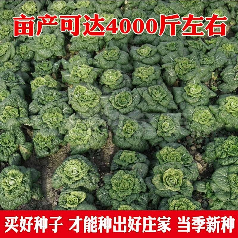 超高品质！信研墨冠黑心乌，乌塌菜种子，耐寒越冬黄心乌种子