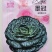 超高品质！信研墨冠黑心乌，乌塌菜种子，耐寒越冬黄心乌种子