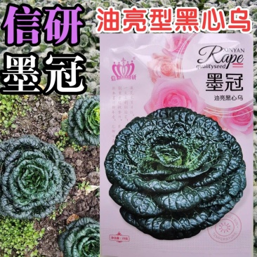超高品质！信研墨冠黑心乌，乌塌菜种子，耐寒越冬黄心乌种子