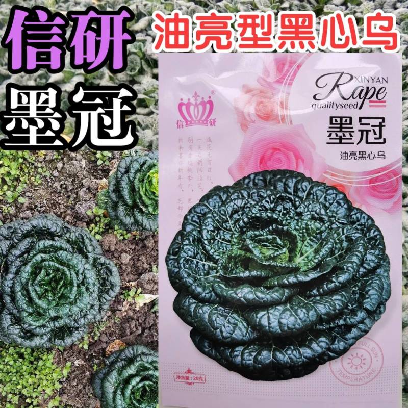 超高品质！信研墨冠黑心乌，乌塌菜种子，耐寒越冬黄心乌种子