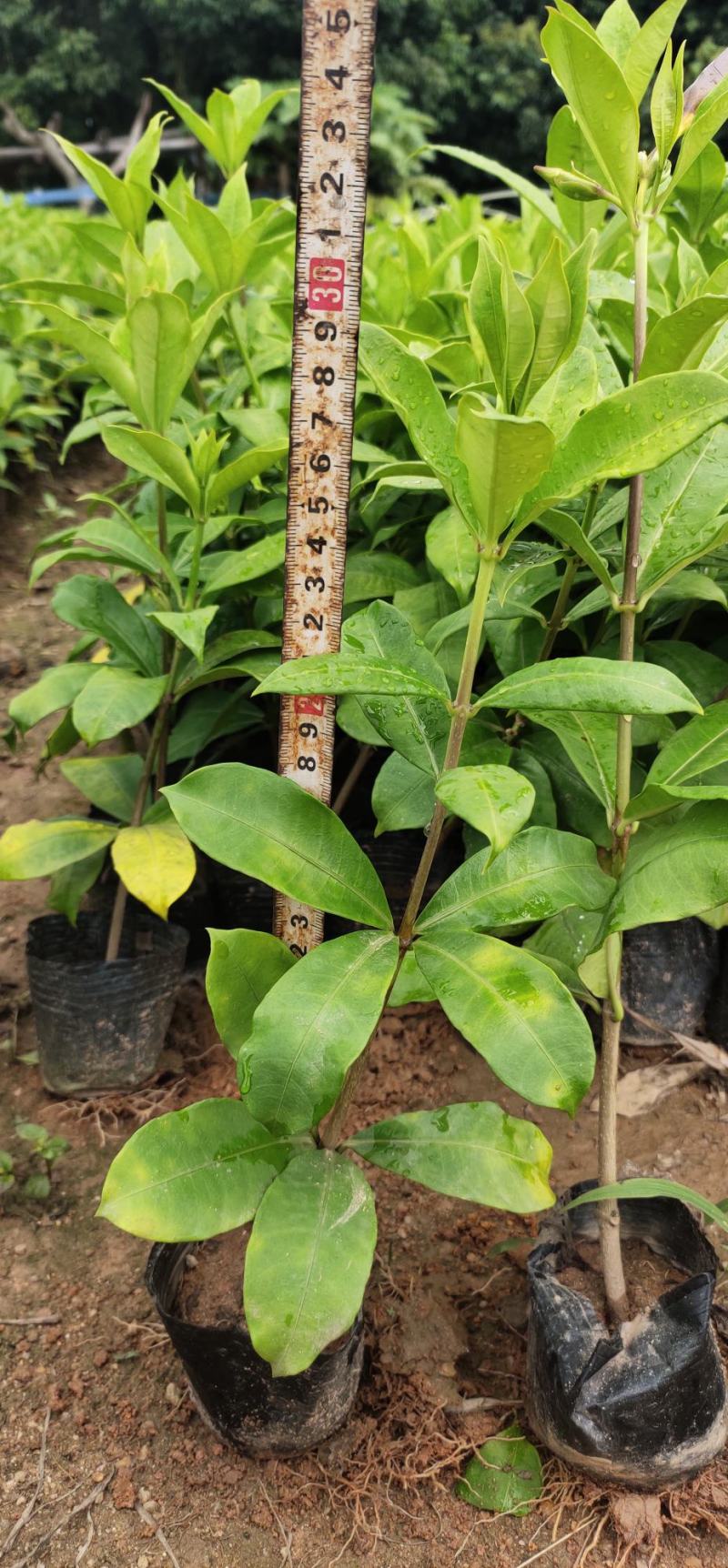 软枝黄蝉，20一25高量大从优，花圃直销，欢迎老板咨询。