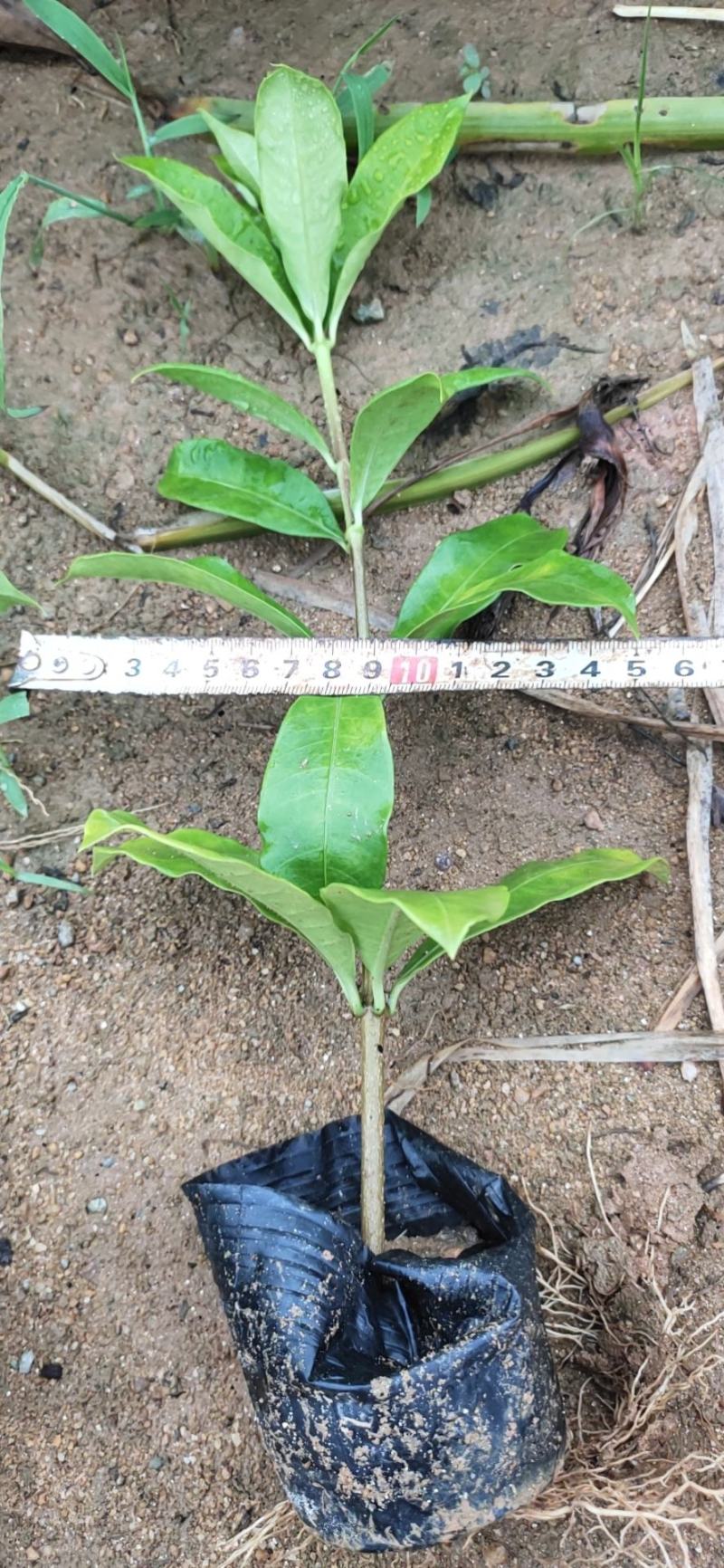 软枝黄蝉，20一25高量大从优，花圃直销，欢迎老板咨询。