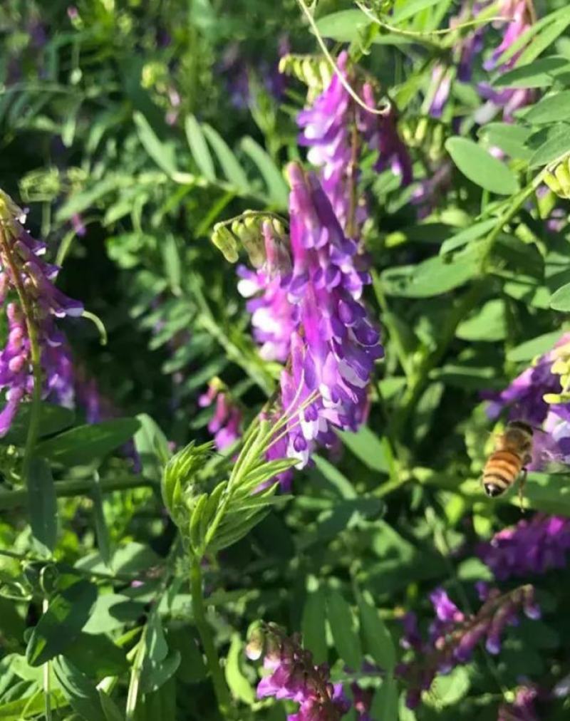光叶紫花苕种子毛苕子种子箭舌豌豆种子绿肥种籽果园多年生