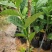 (栀子花)20一25高，冠幅好，广东专业苗圃基地直销，