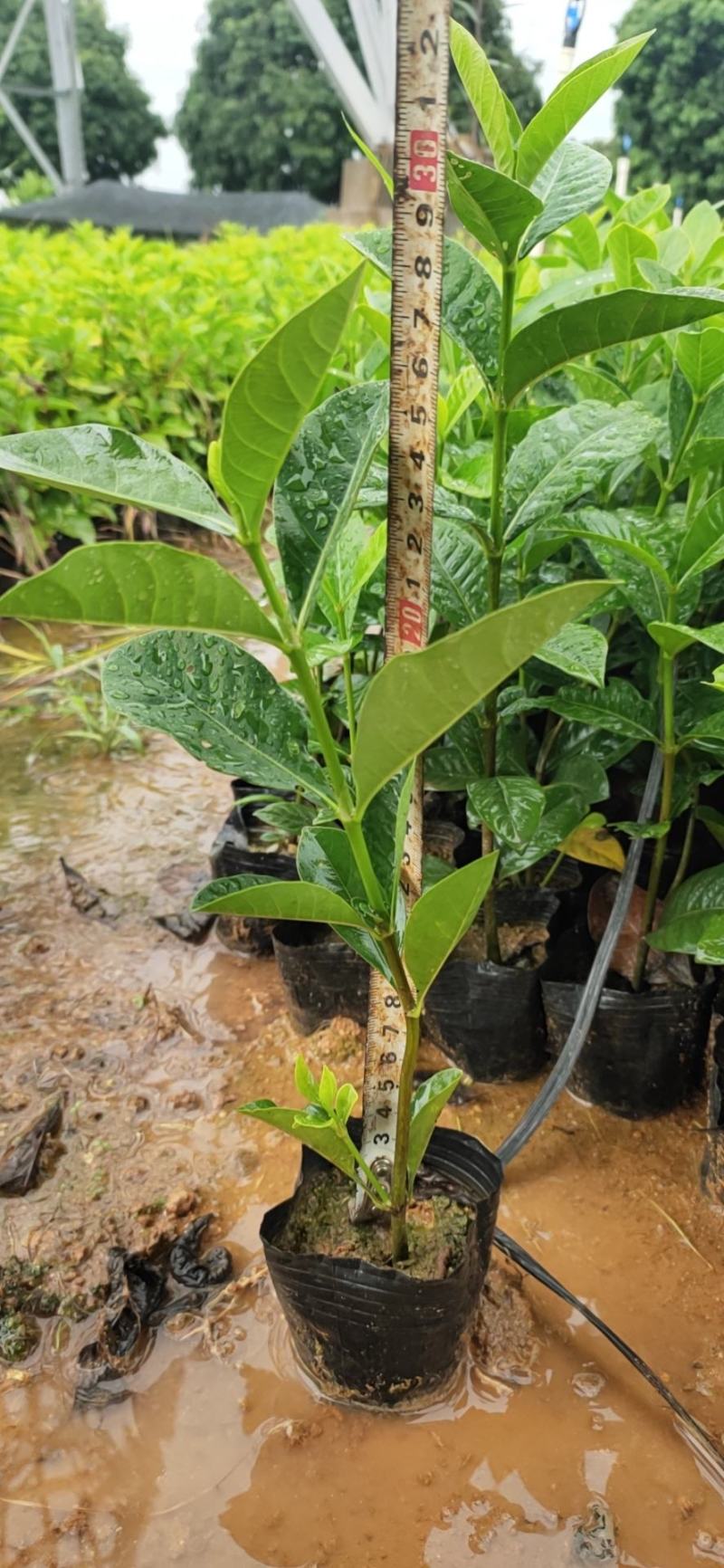 (栀子花)20一25高，冠幅好，广东专业苗圃基地直销，