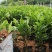 (栀子花)20一25高，冠幅好，广东专业苗圃基地直销，