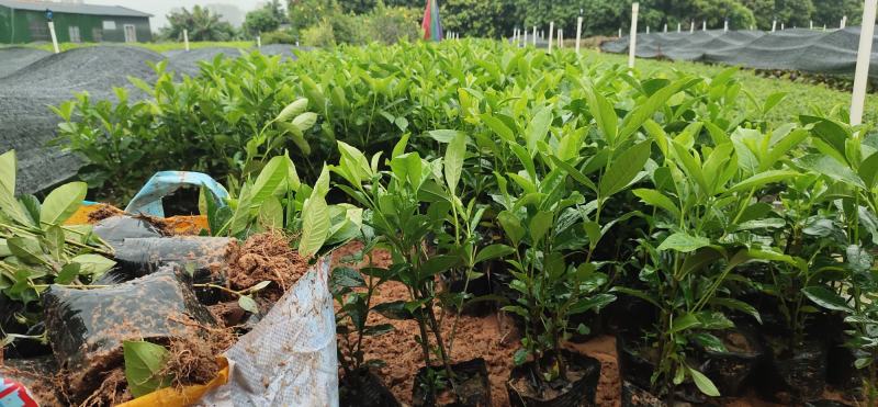 (栀子花)20一25高，冠幅好，广东专业苗圃基地直销，