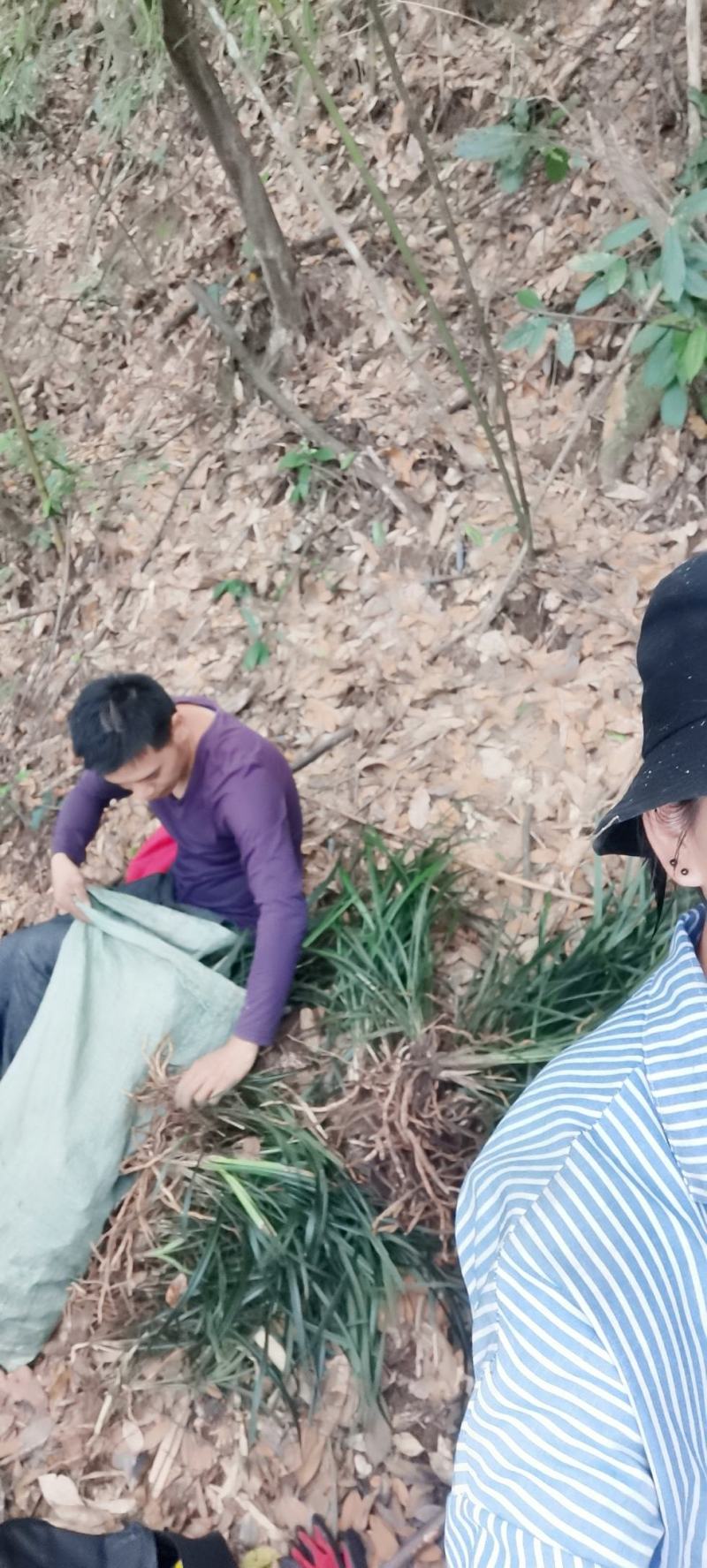 兰花！来自大山深处的精品兰花，原兜兰，各种兰花都有！