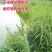 小米草种子养殖水草鱼虾蟹雀叶稗湖南稷子牧草种子水草喂鱼