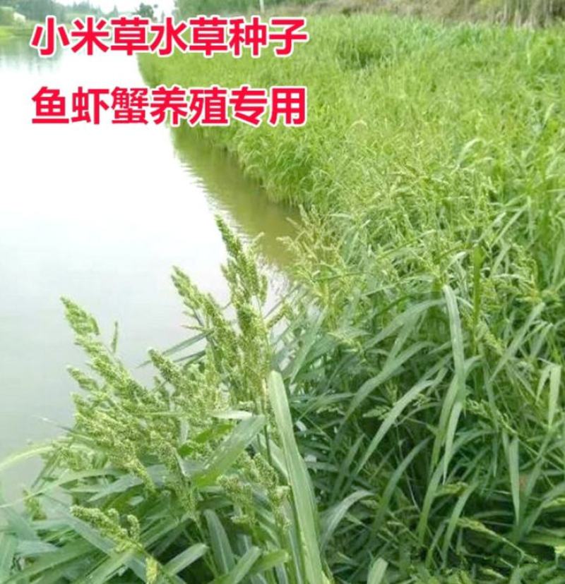 小米草种子养殖水草鱼虾蟹雀叶稗湖南稷子牧草种子水草喂鱼