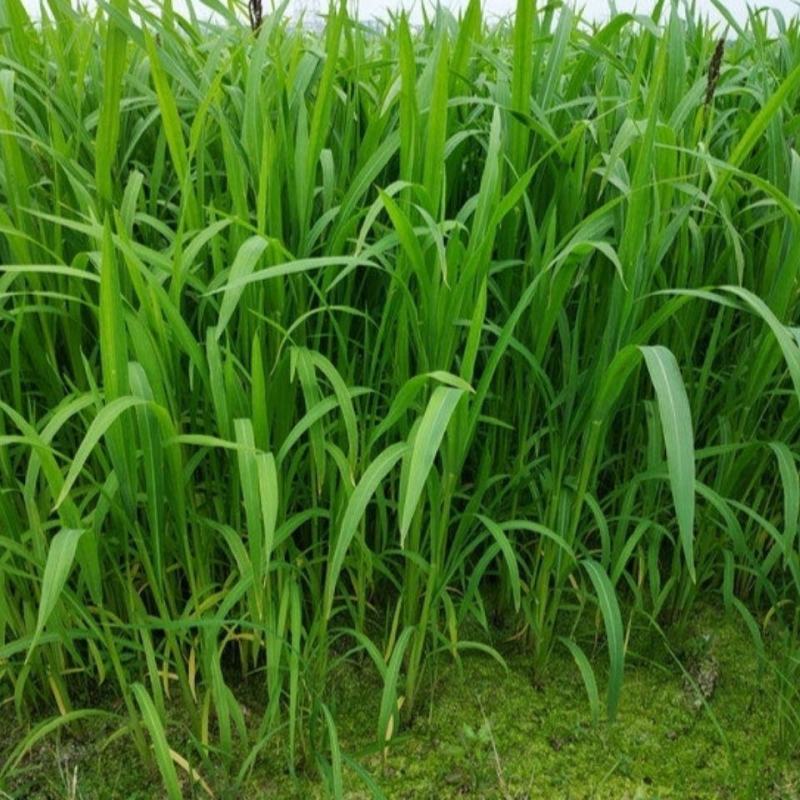 小米草种子养殖水草鱼虾蟹雀叶稗湖南稷子牧草种子水草喂鱼