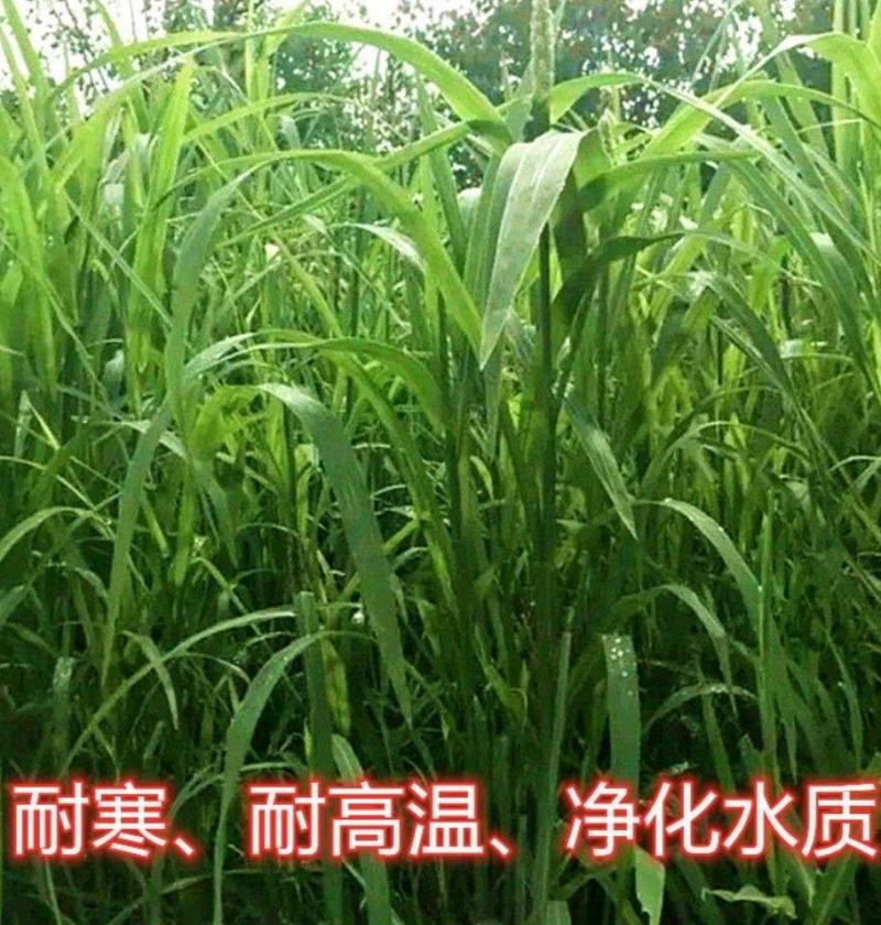 小米草种子养殖水草鱼虾蟹雀叶稗湖南稷子牧草种子水草喂鱼