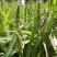 小米草种子养殖水草鱼虾蟹雀叶稗湖南稷子牧草种子水草喂鱼