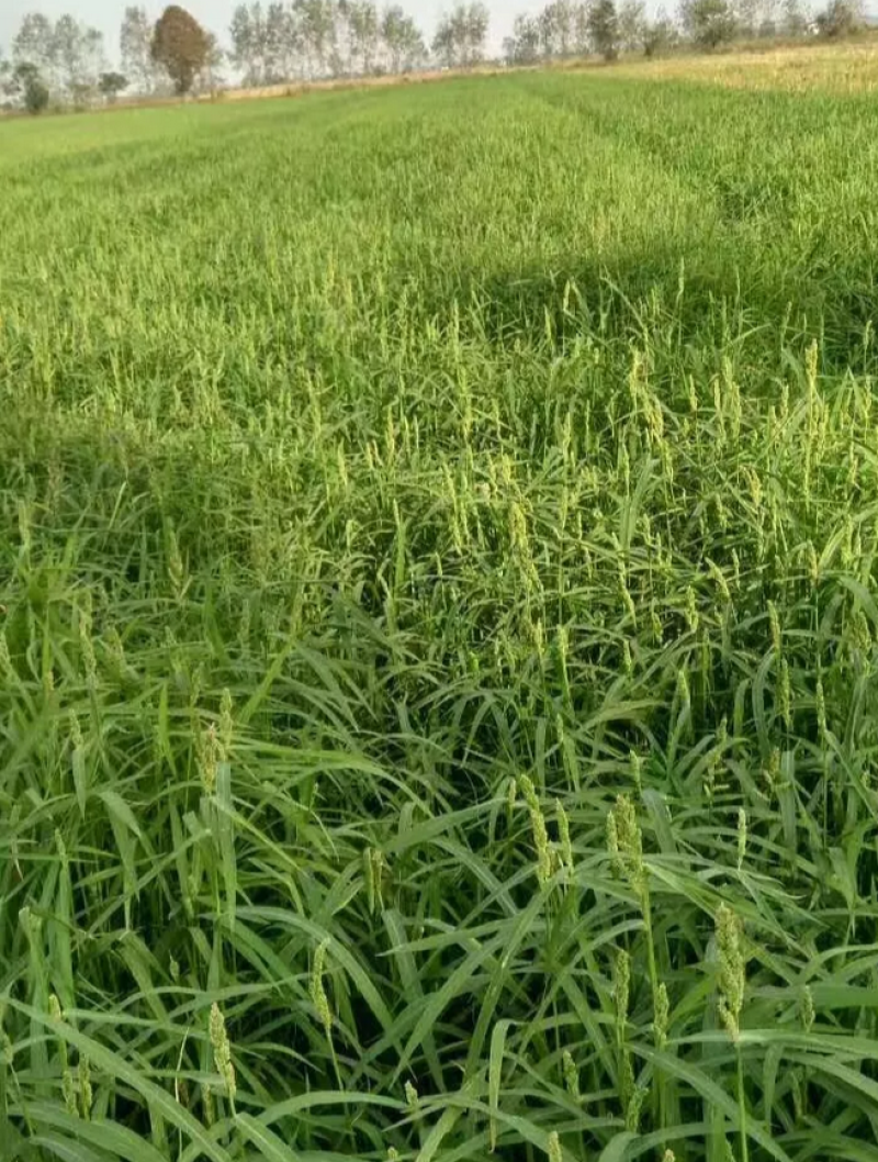 小米草种子养殖水草鱼虾蟹雀叶稗湖南稷子牧草种子水草喂鱼