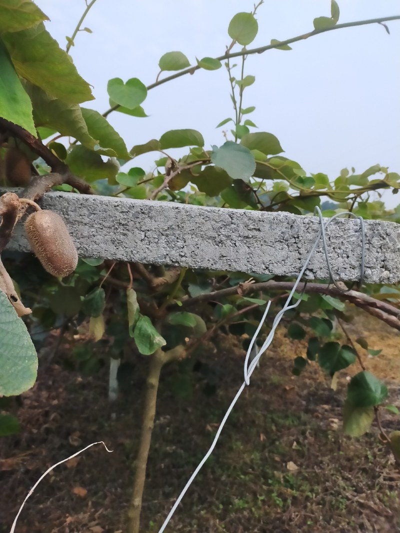 猕猴桃大量上市红心绿心都有