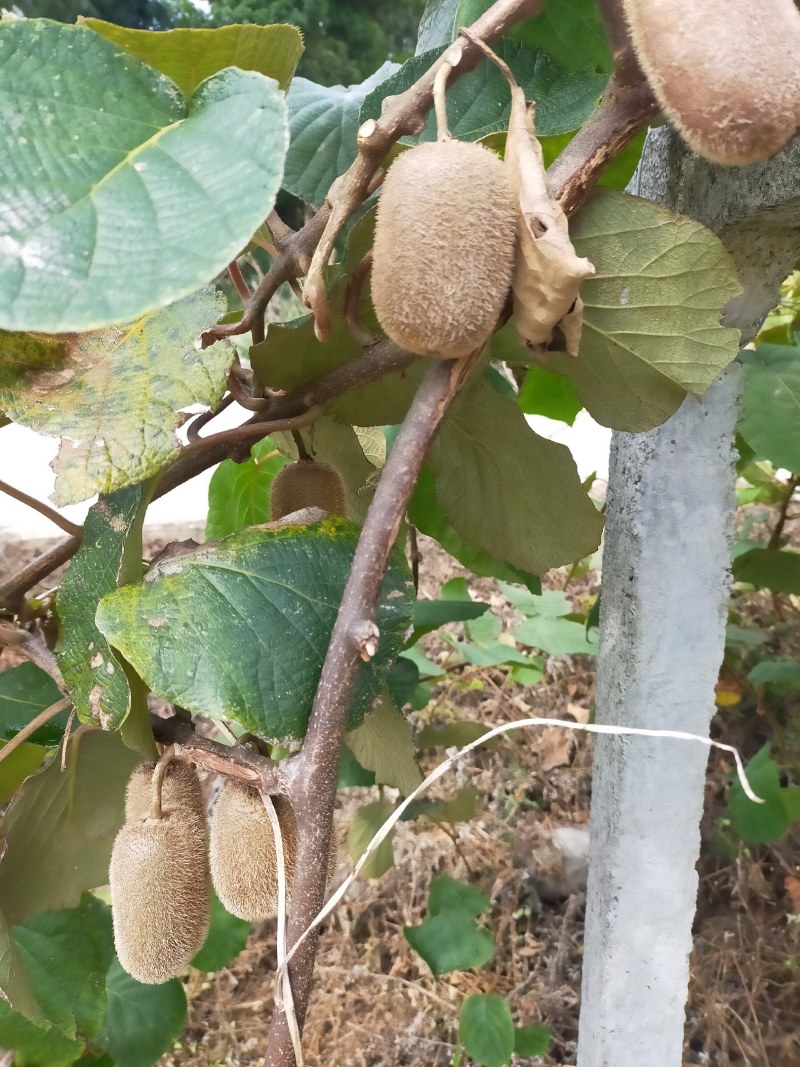猕猴桃大量上市红心绿心都有