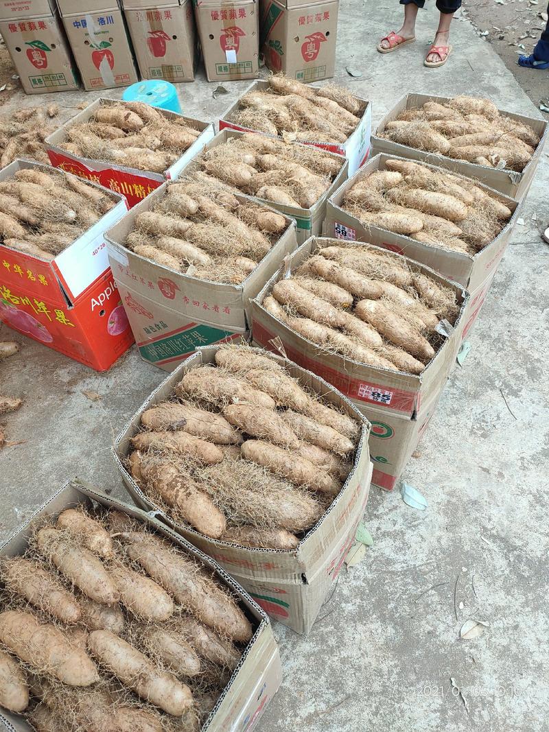 #湛江精品毛薯#粉糯可口，基地一手货源，全国发货