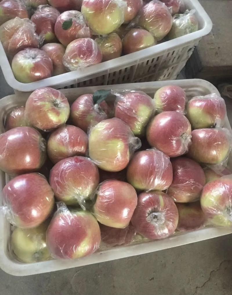 山东苹果冷库红富士红露美八苹果大量上市价格便宜