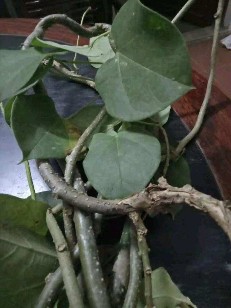 大量有货宽根滕，需要大货的老板来