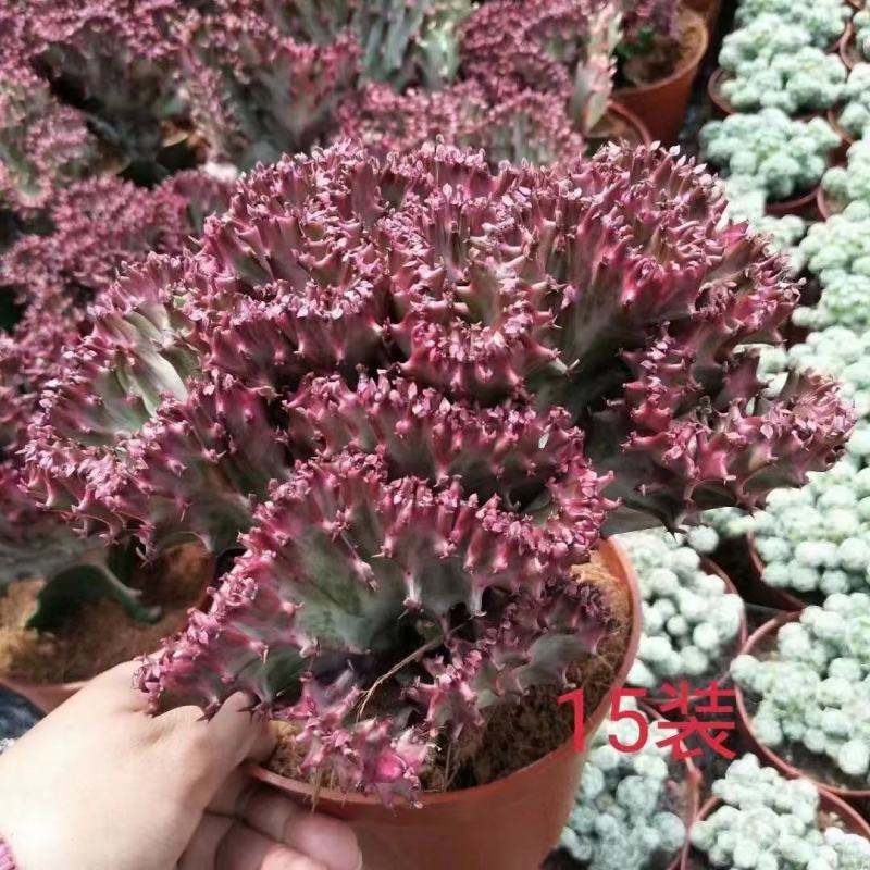 春风室内绿植盆栽基地直销精品盆栽