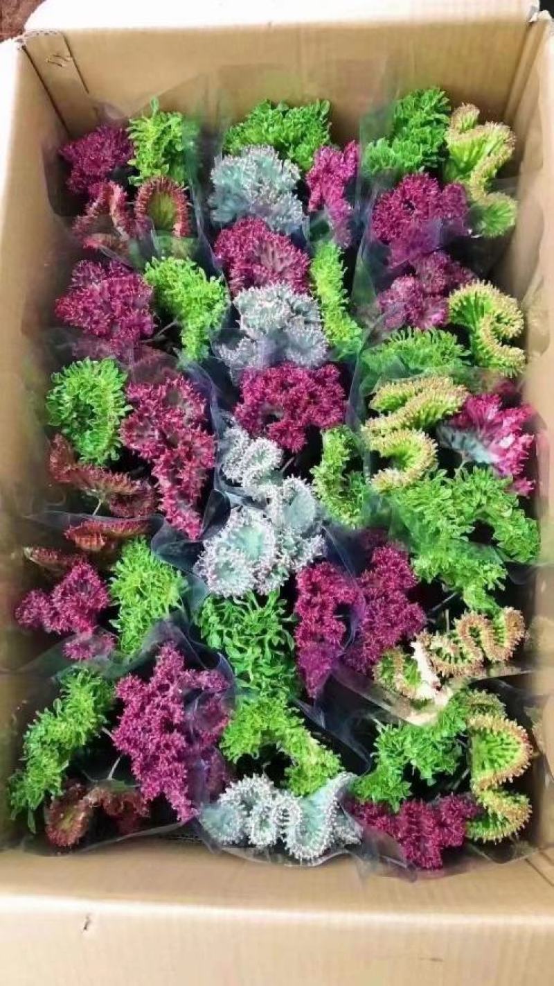 春风室内绿植盆栽基地直销精品盆栽