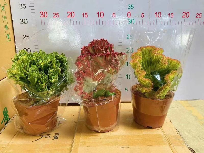 春风室内绿植盆栽基地直销精品盆栽