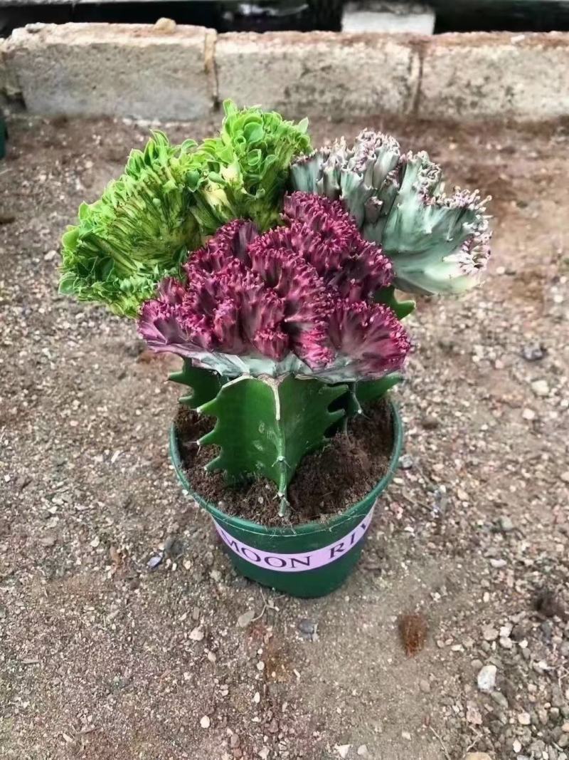 春风室内绿植盆栽基地直销精品盆栽