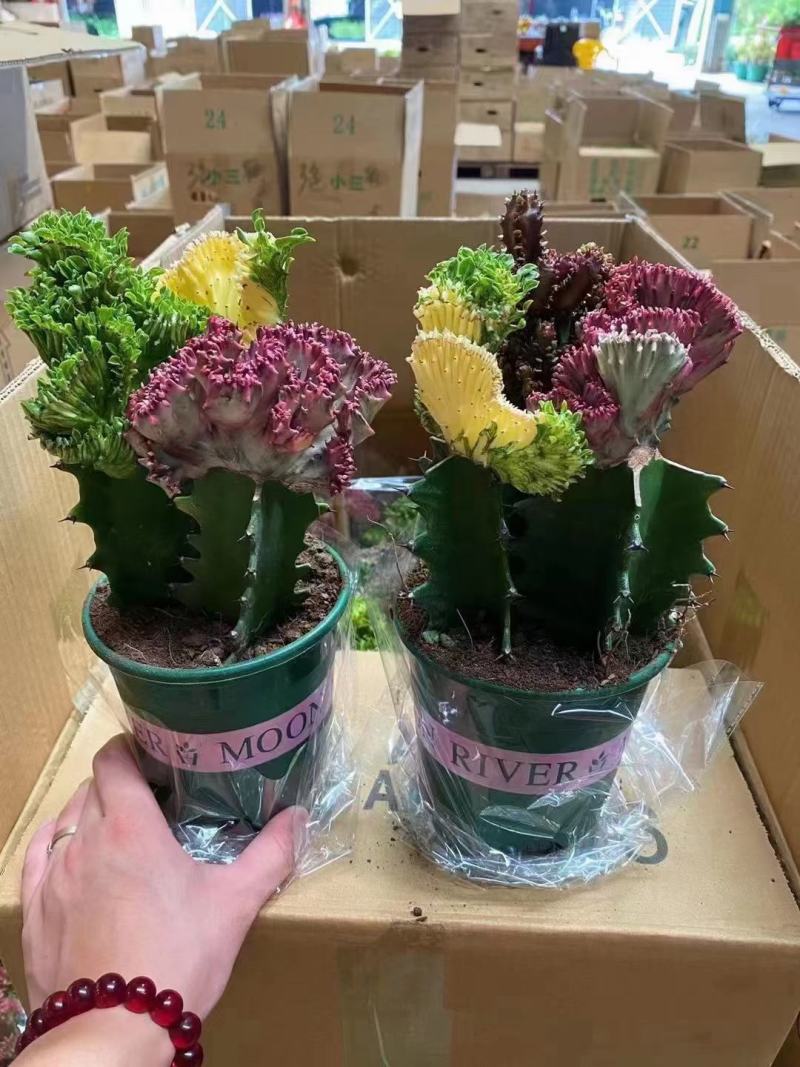 春风室内绿植盆栽基地直销精品盆栽