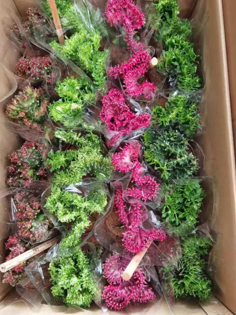 春风室内绿植盆栽基地直销精品盆栽