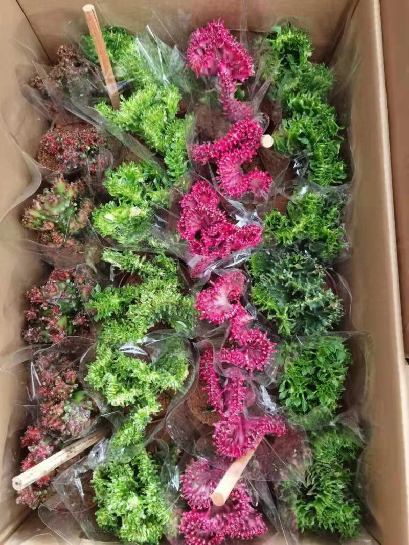 春风室内绿植盆栽基地直销精品盆栽