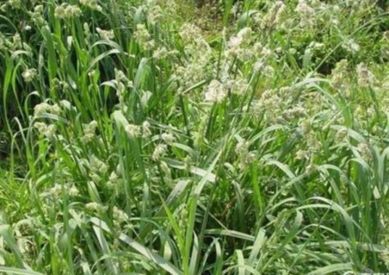 鸭茅种子耐阴耐热耐寒果园草种林间种草牛羊猪兔牧草种子