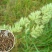 鸭茅种子耐阴耐热耐寒果园草种林间种草牛羊猪兔牧草种子