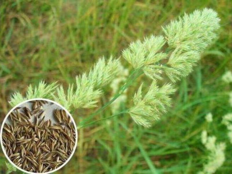 鸭茅种子耐阴耐热耐寒果园草种林间种草牛羊猪兔牧草种子