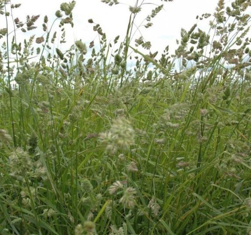 鸭茅种子耐阴耐热耐寒果园草种林间种草牛羊猪兔牧草种子